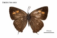 藏品(碧翠灰蝶)的圖片